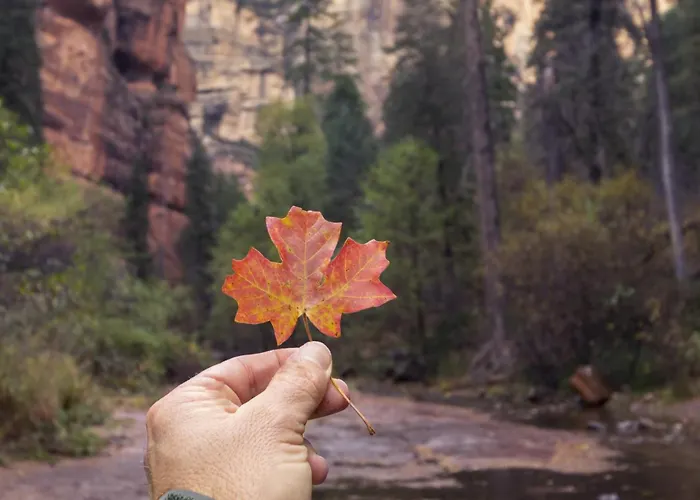 Rogers Historic Log In The Woods Near Grand Canyon Flagstaff